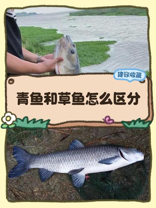 四大家魚為什么沒有鯉魚_我國四大家魚_青草鰱鳙的由來