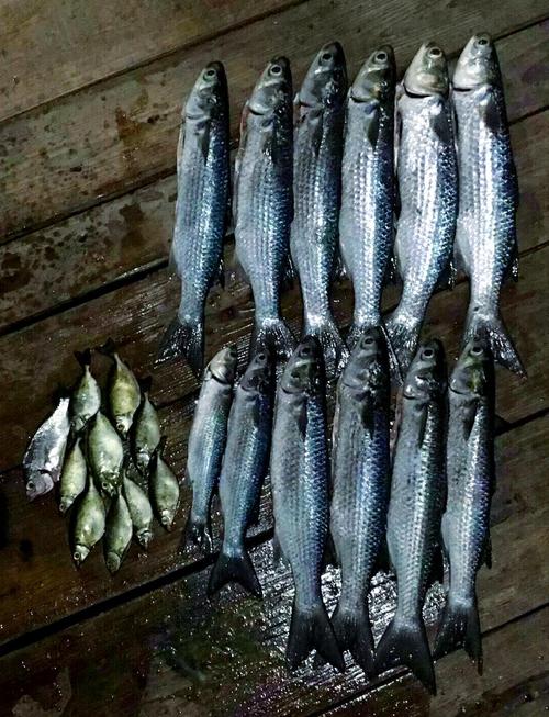 魚烏頭瘟的癥狀_魚烏頭瘟怎么治_烏頭魚