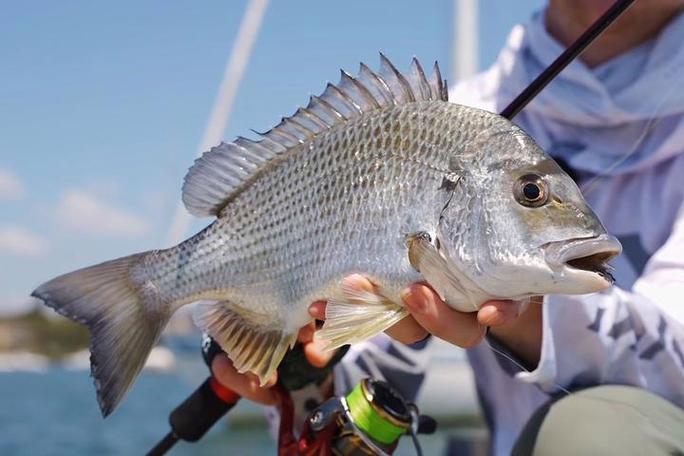 鮐鲅魚最佳作釣時間_海釣中各種鯛魚的習性和垂釣技巧必看_鮐鲅魚釣法技巧