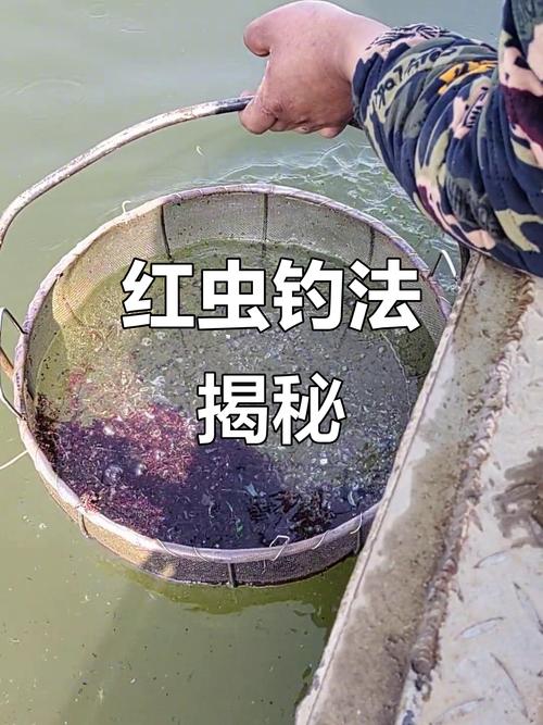 魚蟲可以飼養嗎方法_魚蟲怎么保存_魚蟲如何處理注意事項