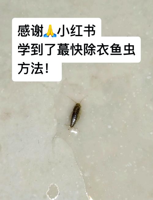 魚蟲可以飼養嗎方法_魚蟲怎么保存_魚蟲如何處理注意事項