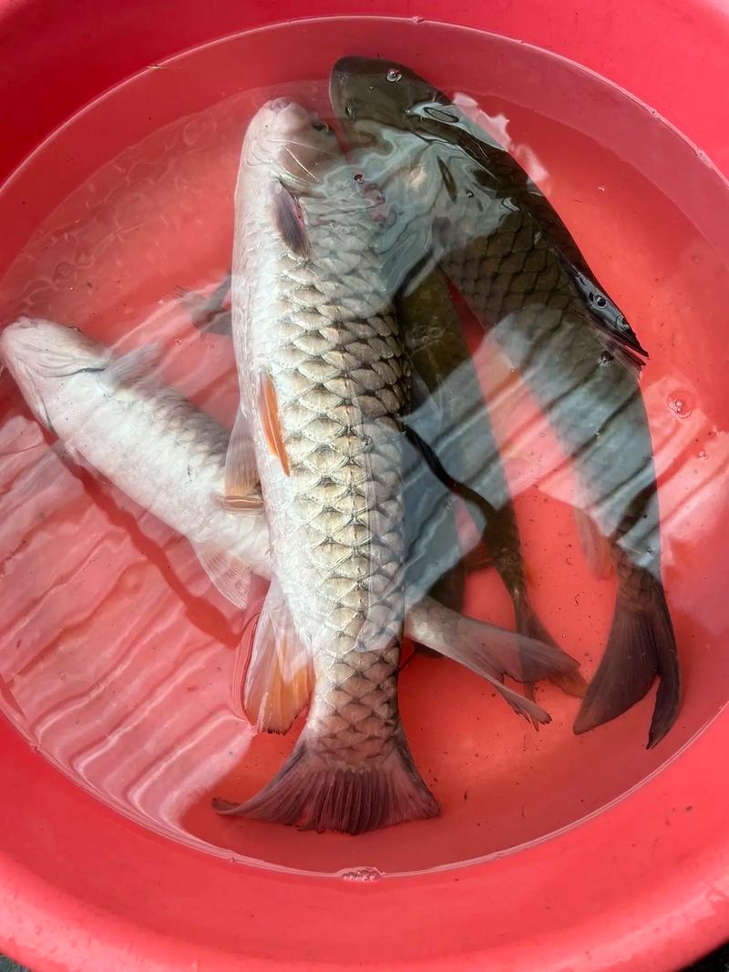 釣鯉魚餌料選擇_海桿玉米釣鯉魚絕招?_釣鯉魚技巧