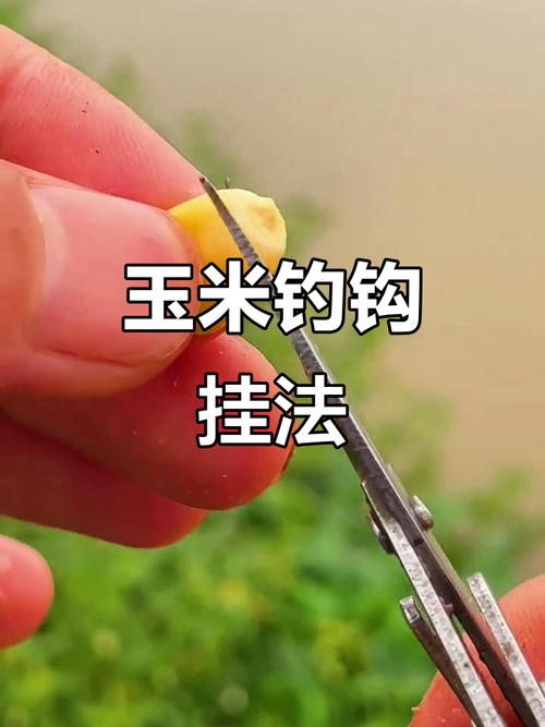 釣鯉魚餌料選擇_釣鯉魚技巧_海桿玉米釣鯉魚絕招?