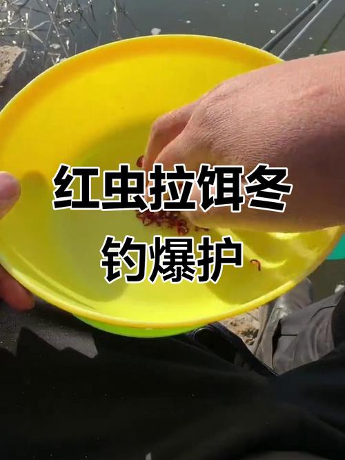 冬季野釣紅蟲攻略及好用爆護的配方分享