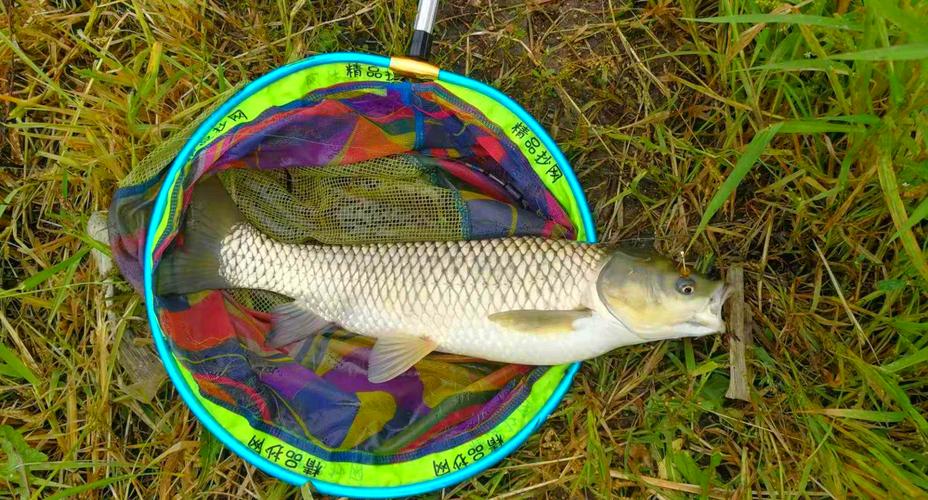 冬釣技巧冬釣水草和亮水_冬季釣草魚技巧_冬季釣草魚釣位選擇