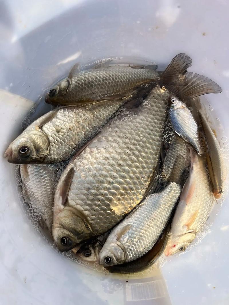 冬釣鯽魚視頻野釣實戰_冬釣鯽魚技巧_找魚水溫適宜釣位選擇