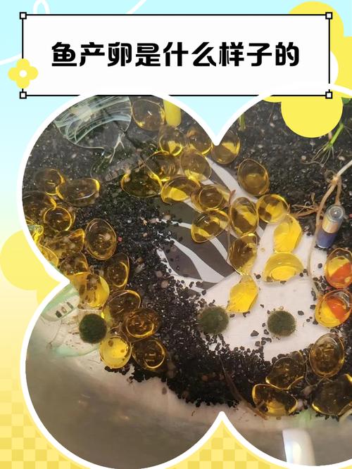 黑魚蹤跡識別_黑魚釣法視頻_黑魚產卵特征