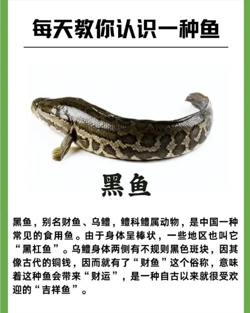 黑魚釣法視頻_黑魚蹤跡識別_黑魚產卵特征