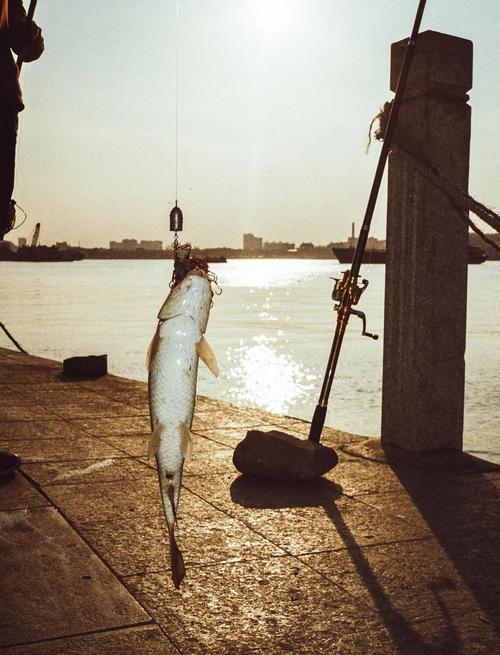 海鷗島白天好玩還是晚上_上午下午面包房加盟_海鷗島一日游上午忙下午閑