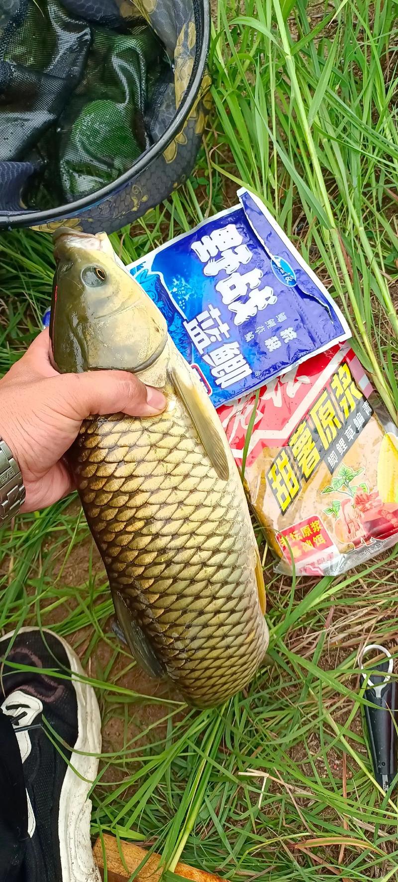 為什么餌料釣草魚釣不到?_草魚吃餌什么時候提竿_釣草魚餌料狀態
