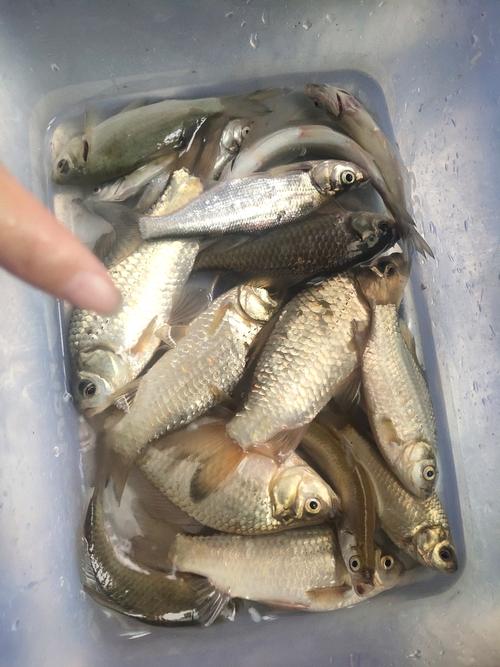 雨后釣魚技巧_下雨天釣魚好釣嗎_下雨天好釣魚