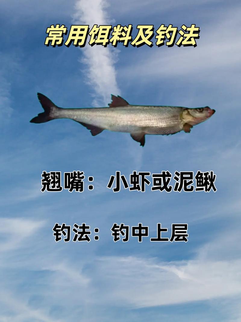 路亞釣鯉魚用什么假餌_鐵板路亞釣翹嘴_釣翹嘴常用路亞假餌