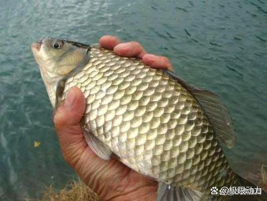 酒米打窩時間與發窩速度_釣魚酒米打窩技巧_釣魚酒米絕密配方