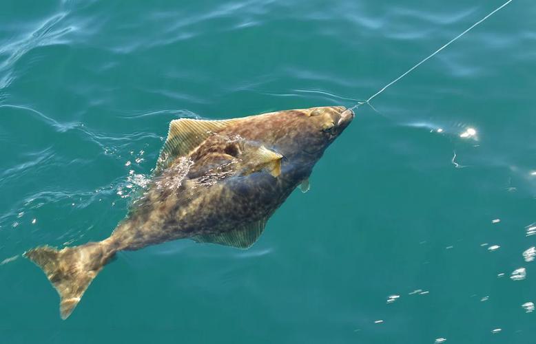 海魚愛躲在大海的哪些地方?選擇海釣位_深秋近海釣魚技巧_深秋海釣攻略