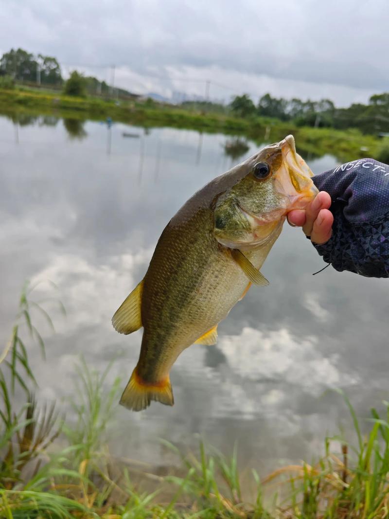 路亞釣魚視頻高清_路亞釣魚視頻大全高清_路亞釣魚視頻在線觀看