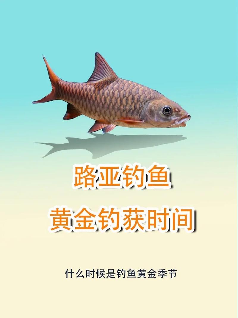 路亞釣魚技巧_路亞釣魚視頻_路亞釣法入門教程