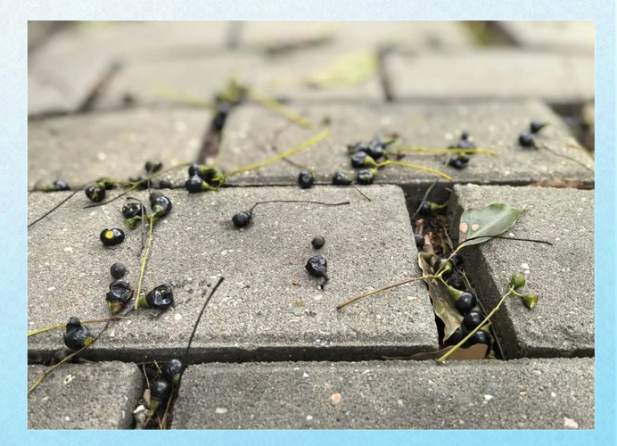 香樟樹果實掉落期_香樟樹掉果怎么辦_香樟果