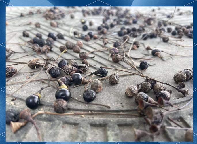 香樟果_香樟樹掉果怎么辦_香樟樹果實掉落期