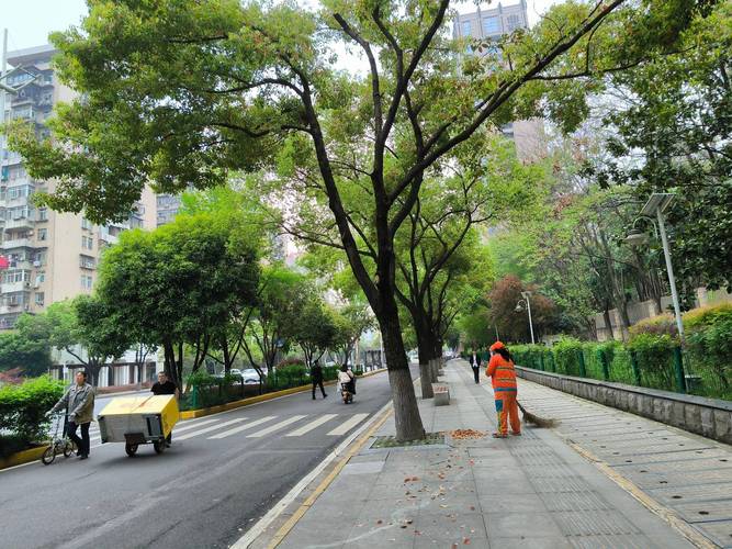 香樟樹果實掉落期_香樟樹掉果怎么辦_香樟果