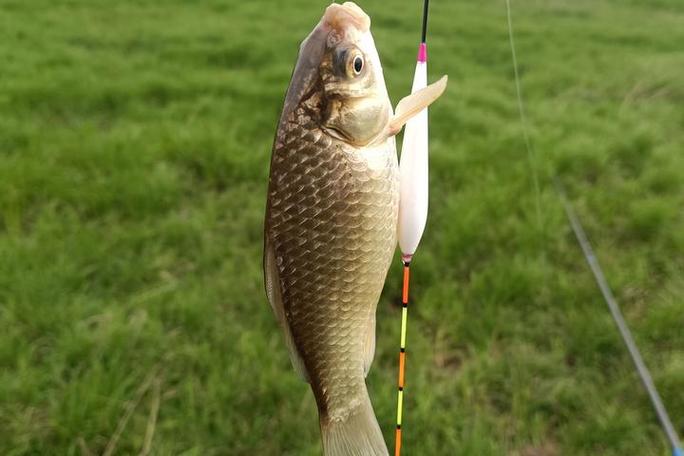 春季鯽魚野釣打窩好釣嗎_春季野釣鯽魚打窩_春季鯽魚野釣打窩技巧