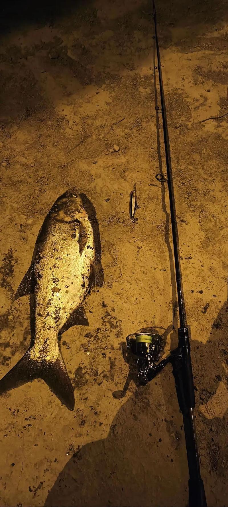 我也來發幾張夜釣魚獲圖_釣魚夜釣圖片大全_夜釣魚獲照片現實