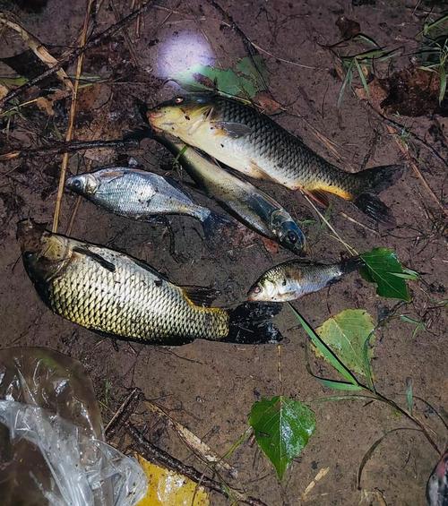 夜釣魚獲照片現實_我也來發幾張夜釣魚獲圖_釣魚夜釣圖片大全
