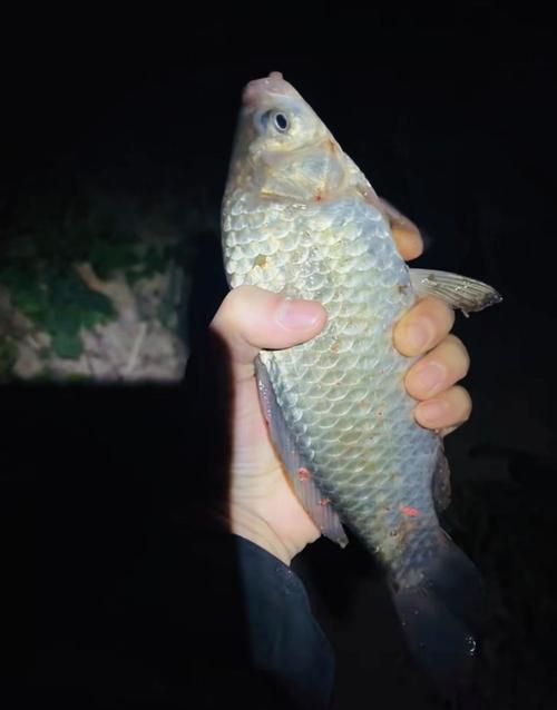 釣魚夜釣圖片大全_我也來發幾張夜釣魚獲圖_夜釣魚獲照片現實