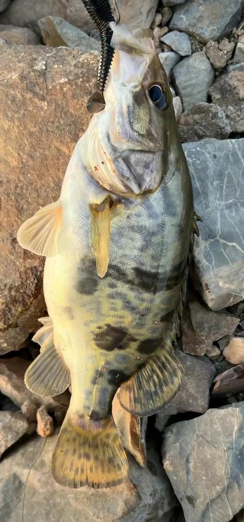 釣魚協會怎么收費標準_河北釣魚協會會長_河北省釣魚協會必看