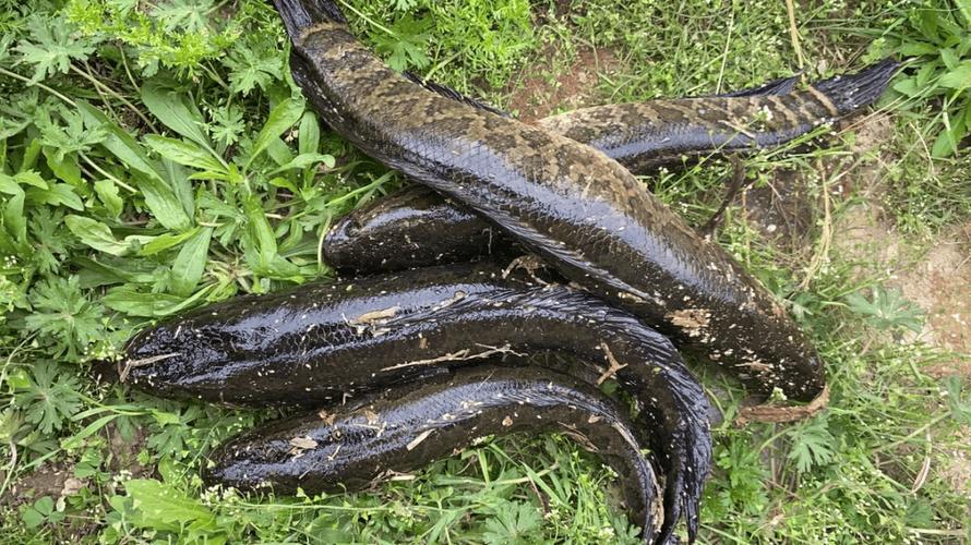 路亞黑魚視頻教學_秋季釣黑魚_手線釣黑魚