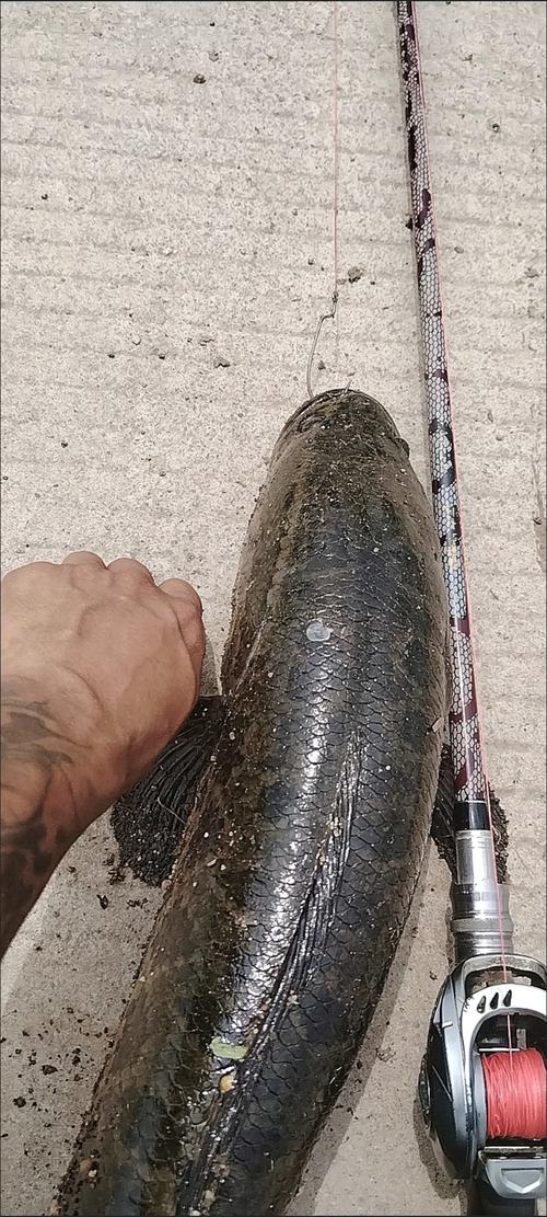 路亞黑魚視頻教學_手線釣黑魚_秋季釣黑魚