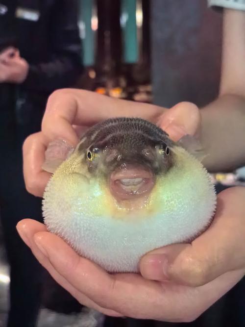 河鲀魚中毒癥狀_河鲀_河鲀怎么吃_如何預防河鲀魚中毒