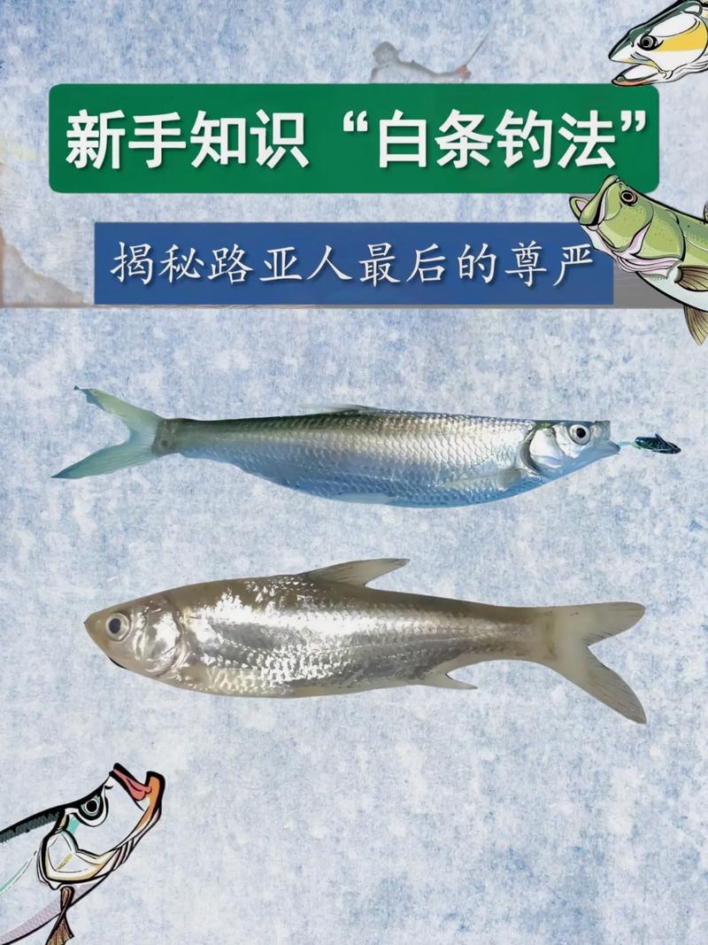釣翹嘴技巧路亞釣白條_路亞翹嘴技巧_路亞釣翹嘴魚的最佳餌料