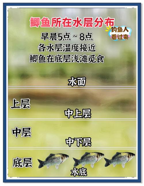 釣草水草鯽魚覓食點_夏季野釣鯽魚技巧_釣淺水夏天天晴鯽魚