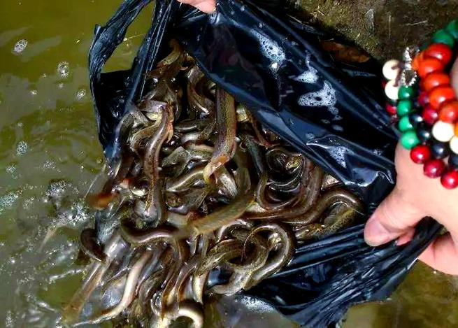 西湖放生泥鰍爭議_放生西湖泥鰍事件_放生泥鰍