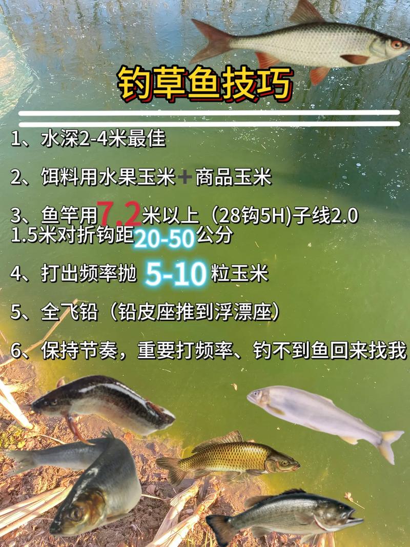 人工魚塘手竿釣魚技巧_草魚餌料選擇_釣草魚技巧