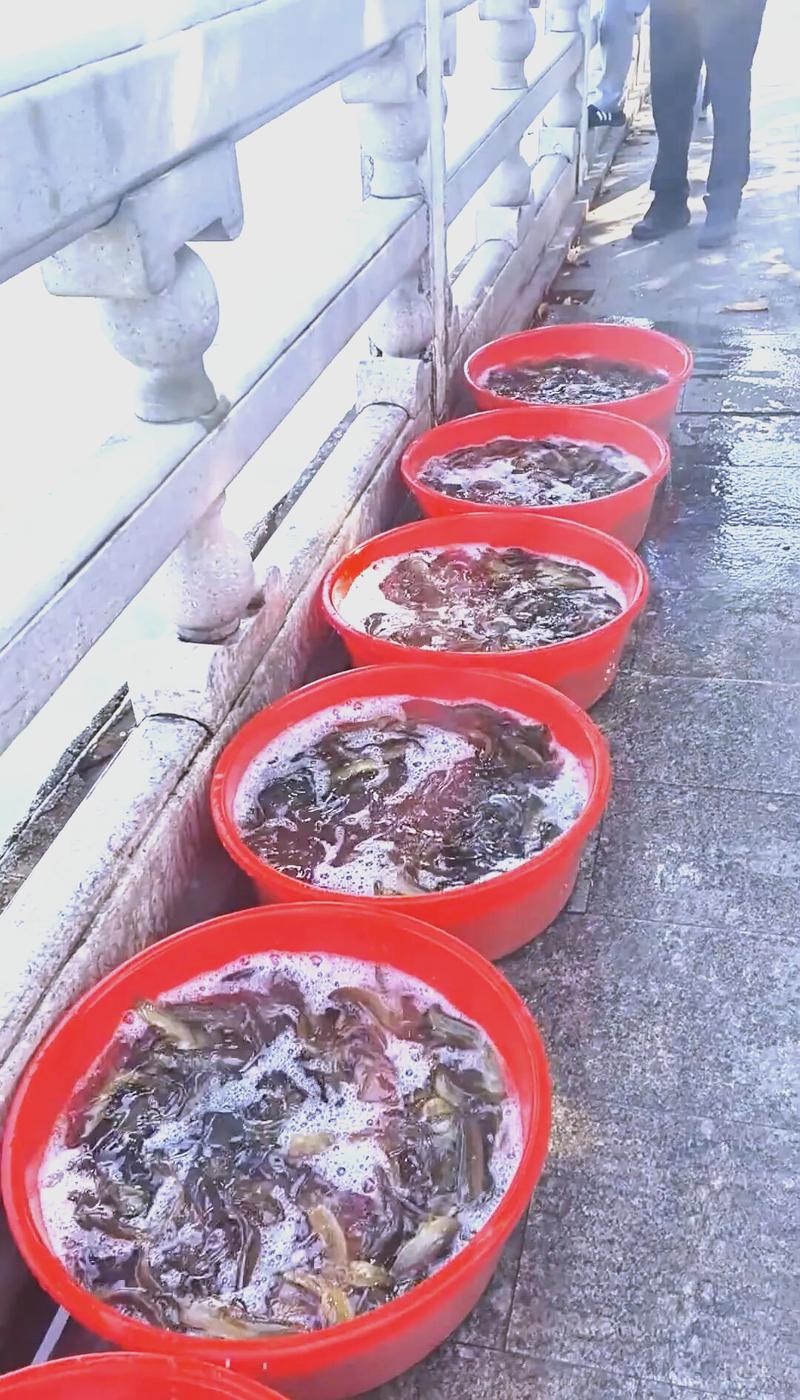 放生泥鰍_放生生態危害_放生行為規范