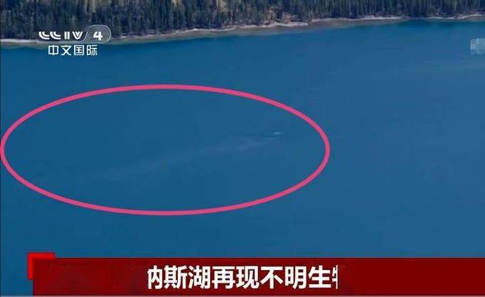 15米巨型哲羅鮭圖片_喀納斯湖水怪 哲羅鮭 巨型魚類