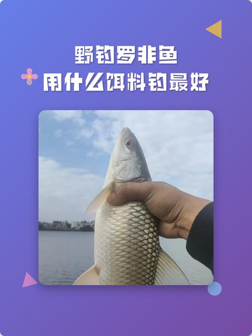 入冬后羅非狂口時段選擇_野釣羅非魚最佳餌料配方?_羅非魚野釣技巧
