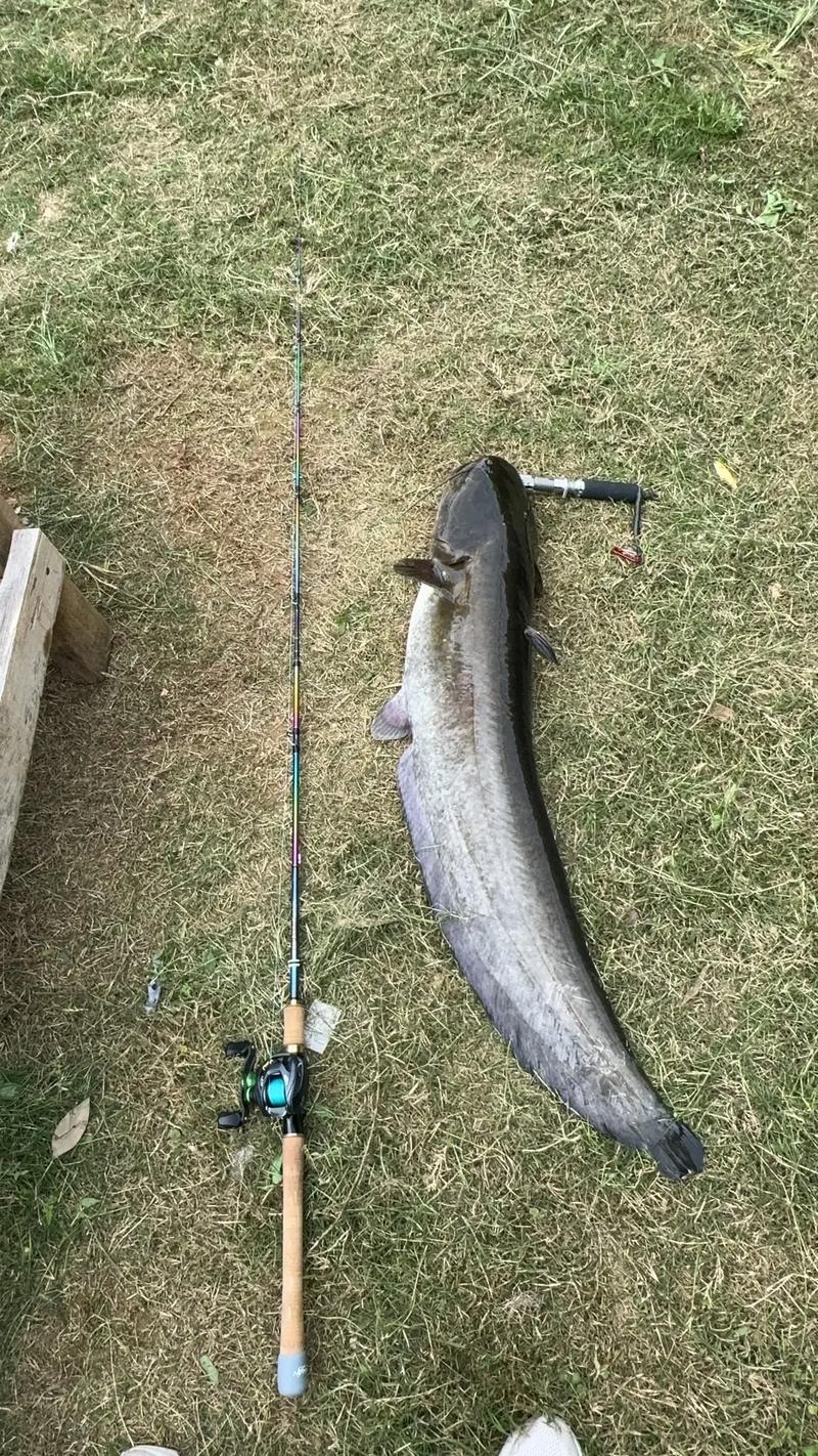 路亞魚竿的安裝方法視頻_鯰魚路亞裝備選擇_路亞釣鯰魚技巧