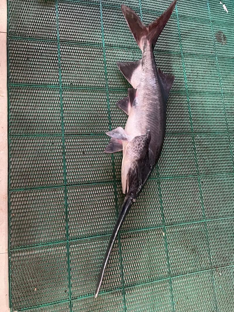 鴨嘴魚特征_鴨嘴鱘魚_美國匙吻鱘