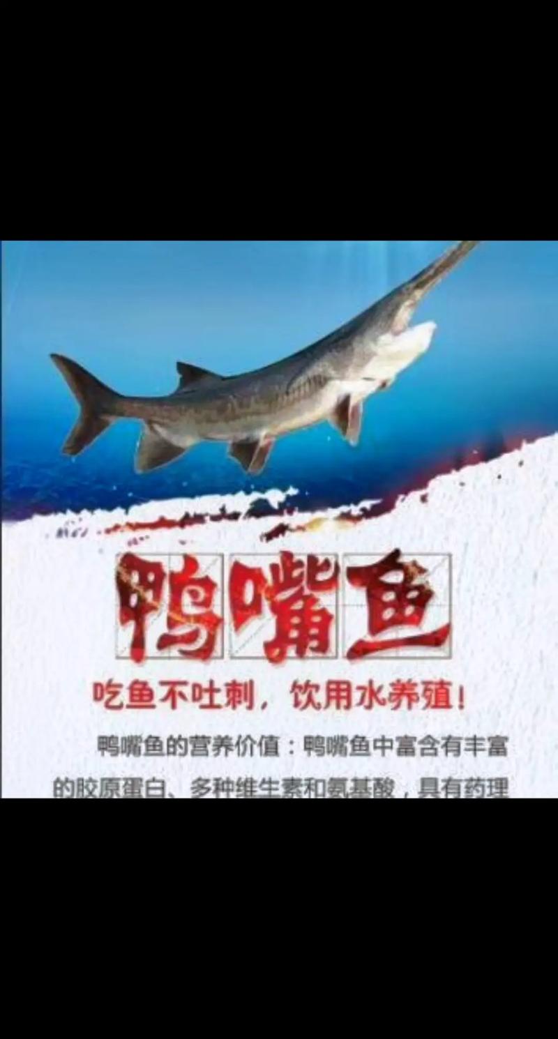鴨嘴鱘魚_鴨嘴魚匙吻鱘形態特征_鴨嘴魚生活習性濾食模式