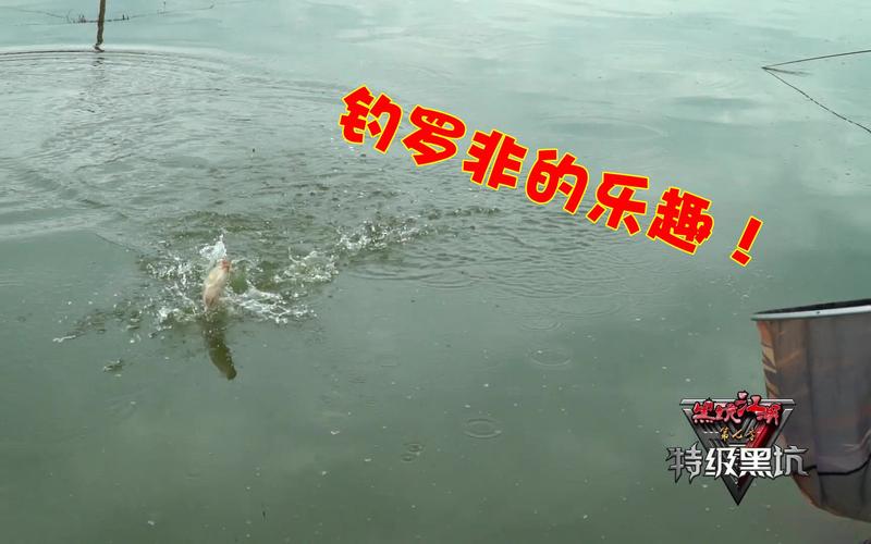 黑坑江湖_最新黑坑江湖_黑坑江湖視頻全集_黑坑釣魚技巧_黑坑釣魚餌料選擇