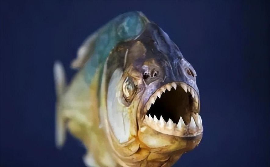 亞馬遜河食人魚介紹_亞馬遜河最致命生物_亞馬遜河殺手排行榜