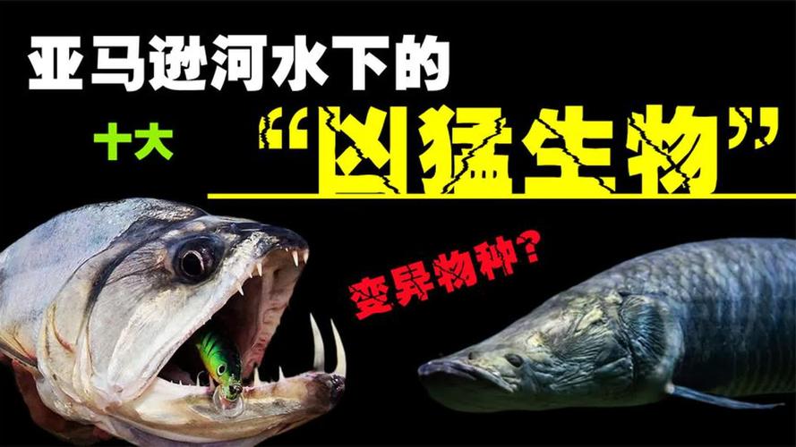 亞馬遜河最恐怖的生物_亞馬遜河殺手排行榜_亞馬遜河食人魚森蚺巨鯰電鰻