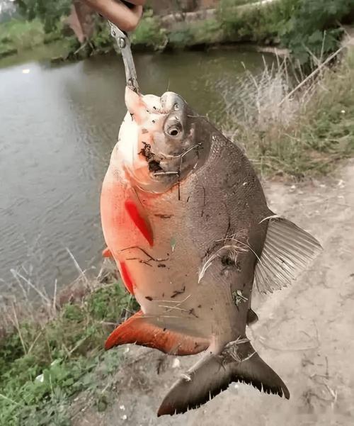 亞馬遜河最恐怖的生物_亞馬遜河食人魚森蚺巨鯰電鰻_亞馬遜河殺手排行榜