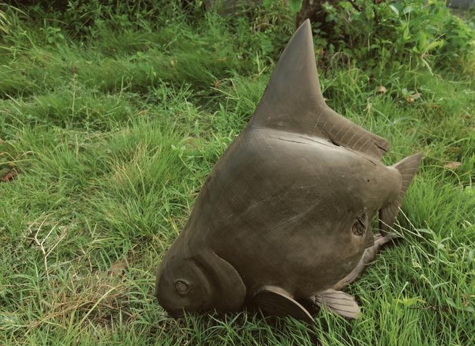 胭脂魚 亞洲美人魚 長江流域_胭脂魚