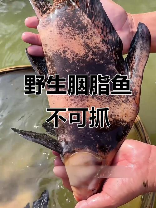 胭脂魚 亞洲美人魚 長江流域_胭脂魚