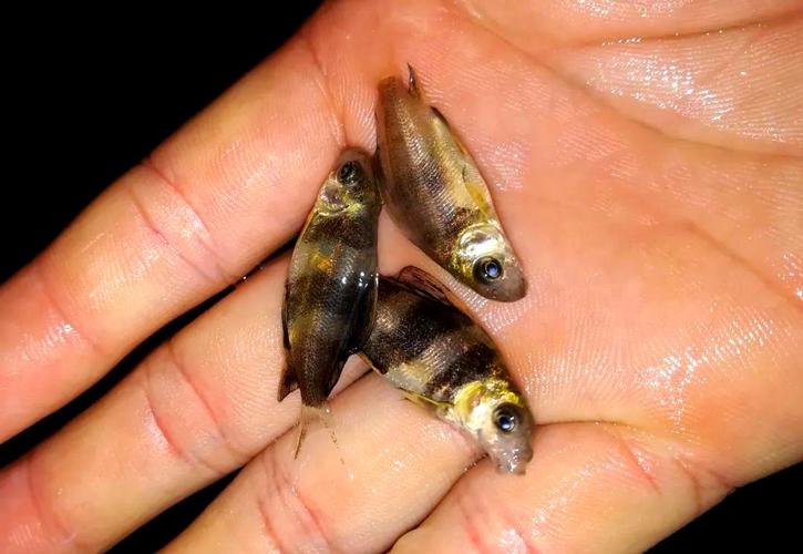 胭脂魚國家二級保護野生動物_胭脂魚_胭脂魚長江特有物種