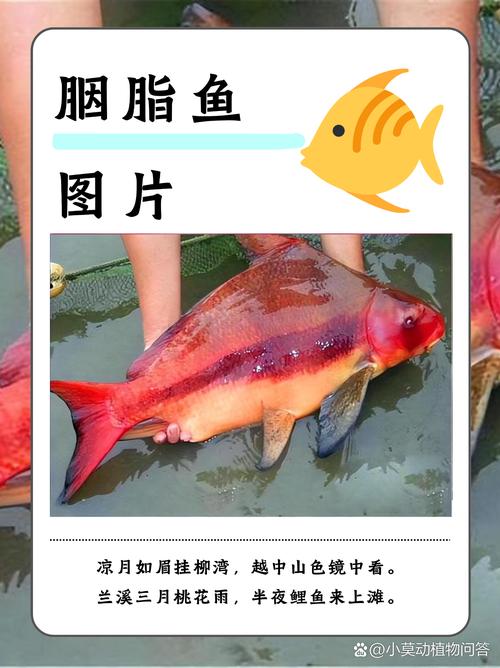 胭脂魚_胭脂魚國家二級保護野生動物_胭脂魚長江特有物種