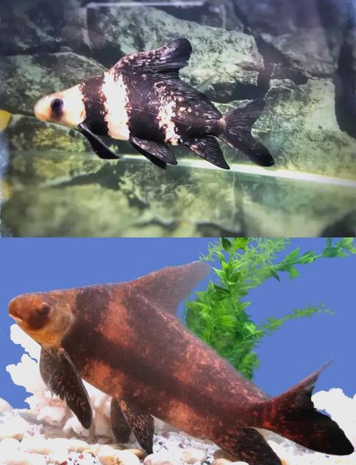 胭脂魚長江特有物種_胭脂魚_胭脂魚國家二級保護野生動物